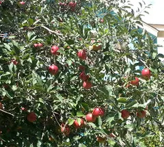 Fresh apples in Boulder, CO