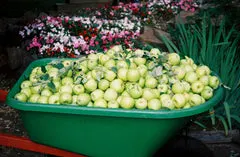 Golden Delicious apples from backyard