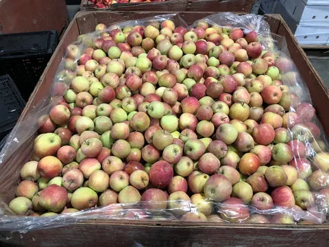 Colorado Fuji apples