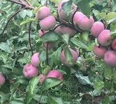 Red Apples