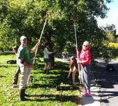 Apple pickers